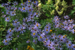 Aster 'Twilight' bestellen